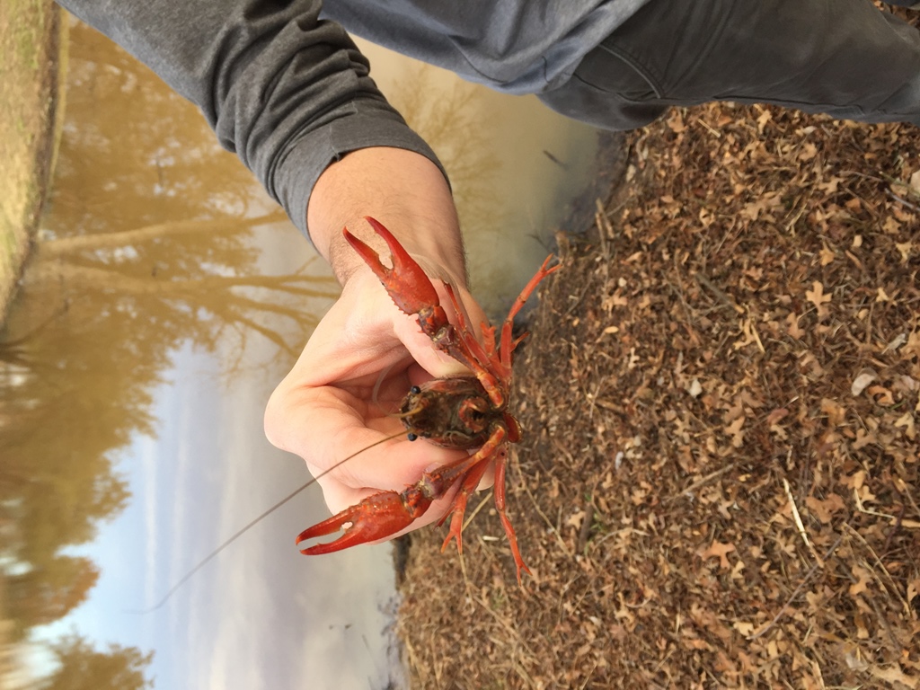 Attached picture 2-17-17 Crawfish (5).jpg